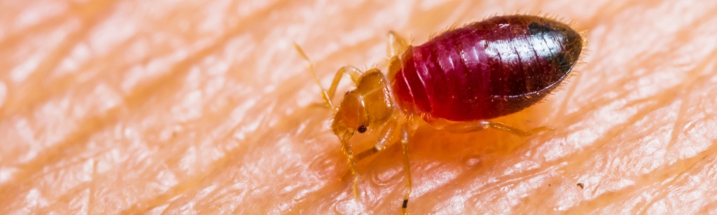 How do I know if I have fleas or bed bugs? - Prokill UK