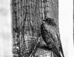 Bird Netting