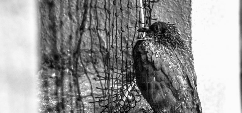 Bird Netting
